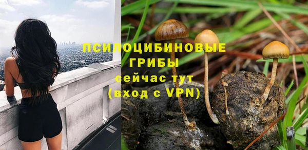 прущие грибы Надым
