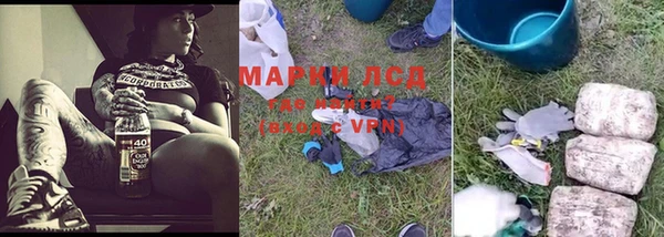 прущие грибы Надым